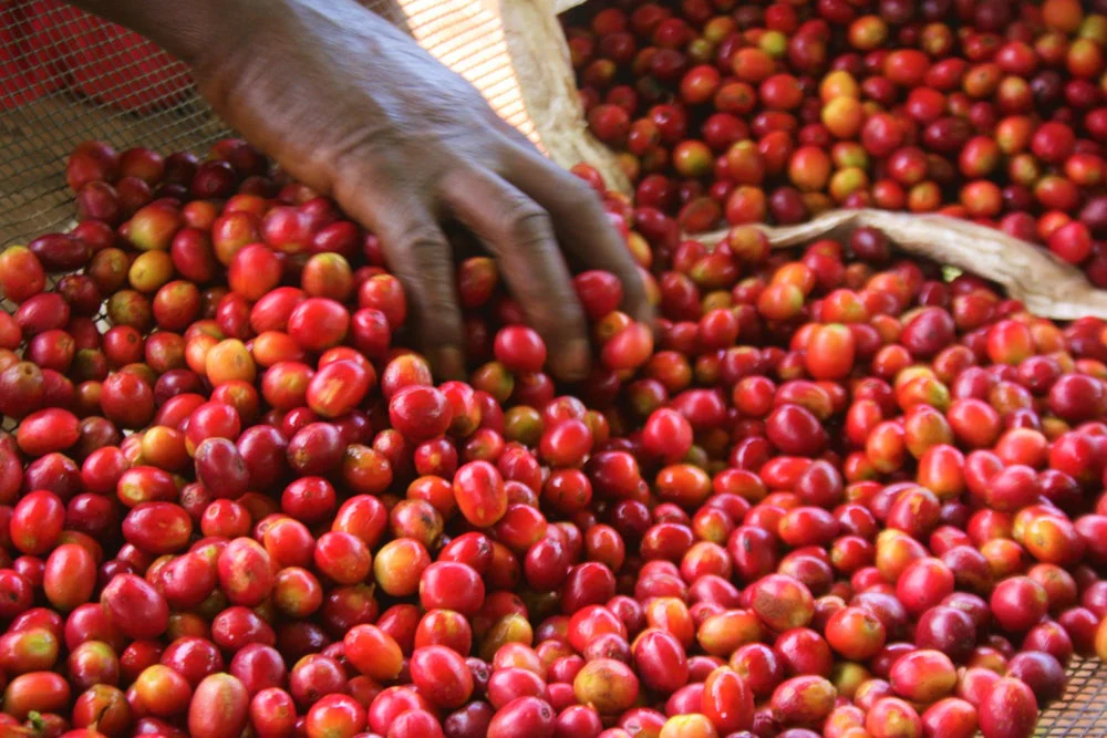 Burundi Kibingo - Image 3