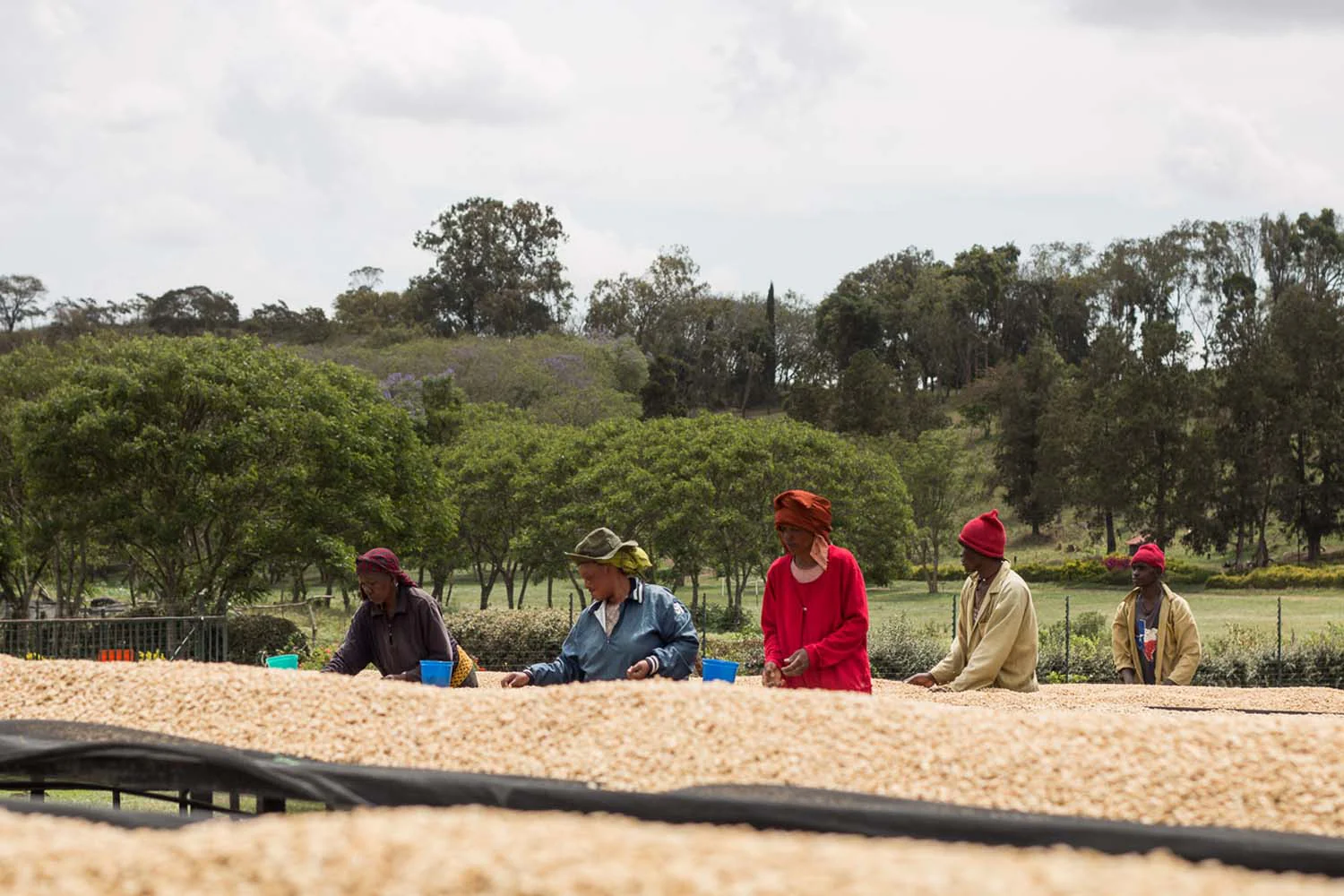 Tanzania Mondul Estate - Image 5
